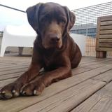 Bombon avatar