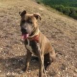 Ares avatar
