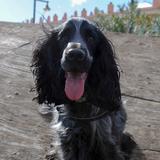Mollo avatar