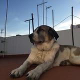 Leyla avatar