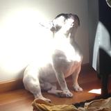 ROCCO avatar