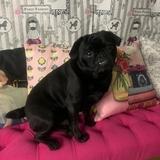 Fifi avatar
