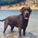 Baloo avatar