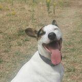 Jack avatar