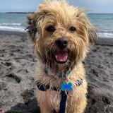 Tayson avatar