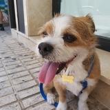 Rufo avatar