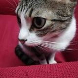 Chester avatar