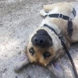 Kala avatar