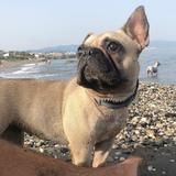 Nala avatar