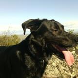 Luno avatar