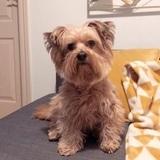 Canela avatar