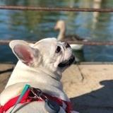 Vainilla avatar