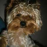 Pizco avatar