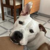 Draco avatar