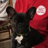Apolo avatar