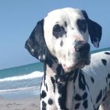 Golfo avatar