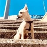 Dama avatar