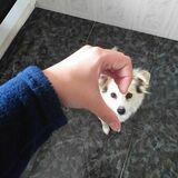 Babi avatar