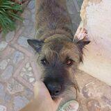 Fito avatar