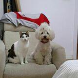 Perlita avatar