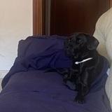 Samba avatar