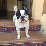 Axl avatar