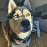 Drako avatar