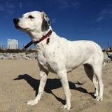 Leica avatar
