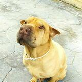 Otto avatar