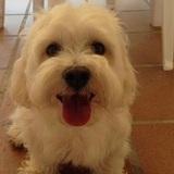 Tommy avatar