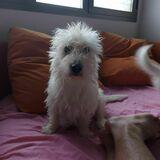 Sira avatar