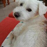 Bart avatar