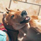 Nala avatar