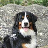 Baloo avatar