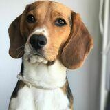 Benji avatar