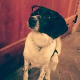 Dexter avatar