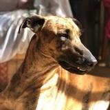 Zeus  avatar