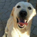 Lenon avatar