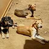 Kira, Anuk y Goa avatar