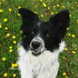 Ares avatar