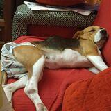 Dulce avatar