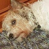 Lola avatar