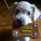 Teddy avatar