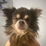 Chiwi  avatar