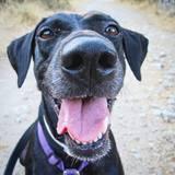 Nala avatar