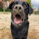 Nea avatar