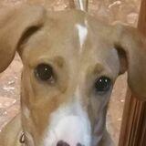 Turrón  avatar