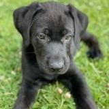 Thor avatar