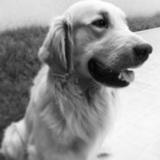 Rosco avatar
