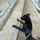 Magua avatar